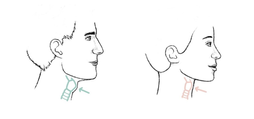 difference-masculine-and-female-adams-apple