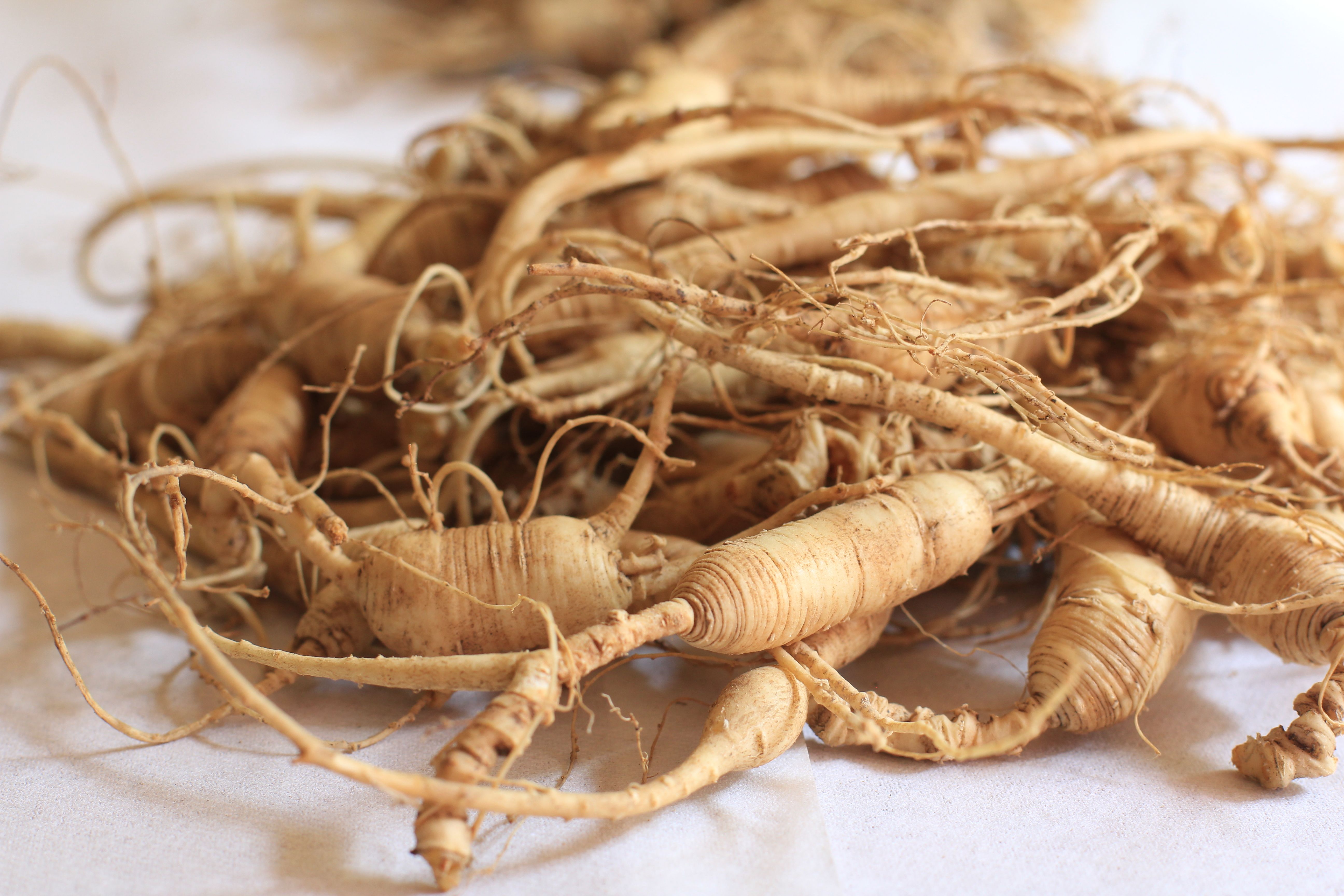 ginseng (2)-1