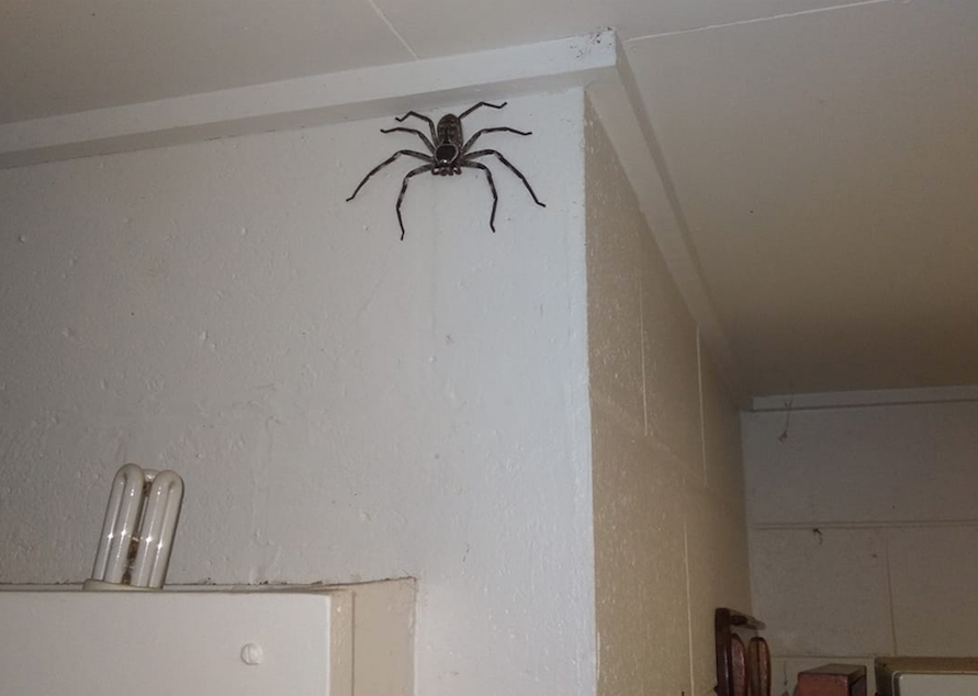 örümcek-avustralya