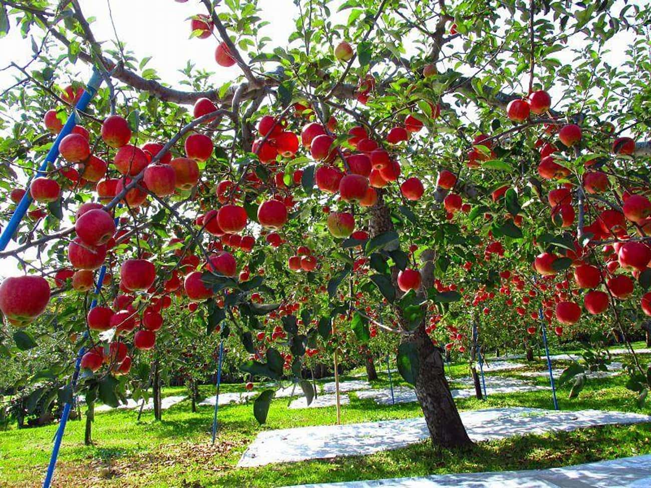 Samuraylar hakkında muhtemelen bilmediğiniz 10 şey 8