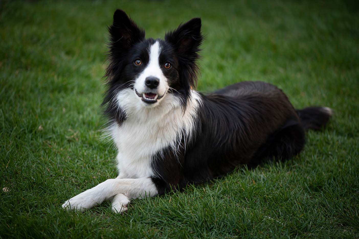border-collie-trasi-ve-bakimi
