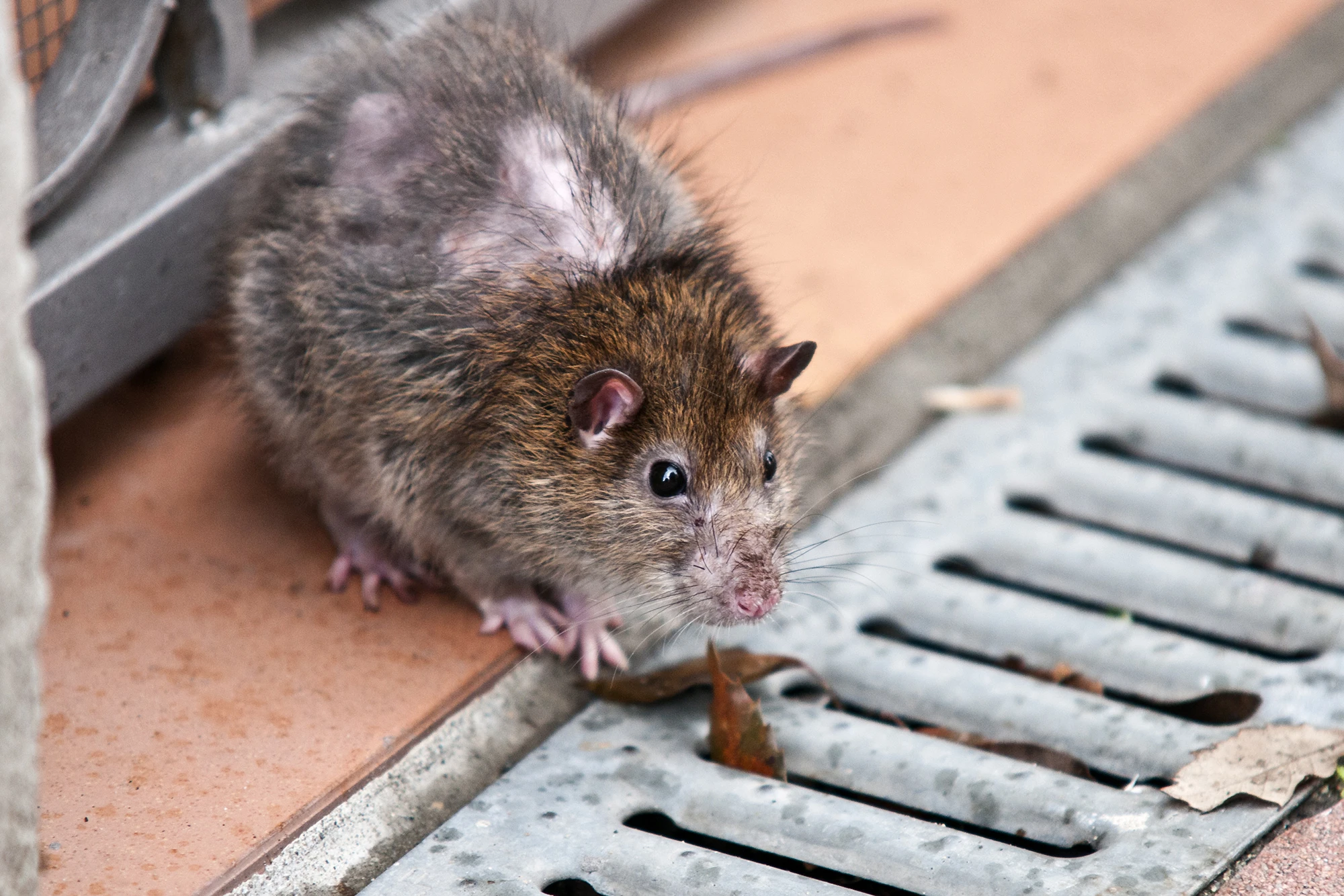 dev fare sican (1)-2