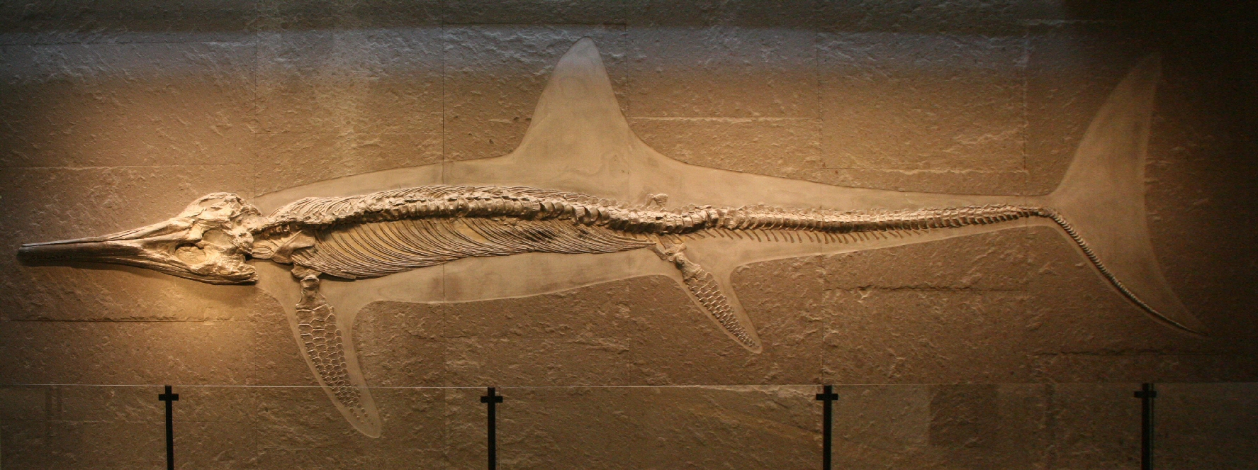 dünyanın en büyük canlısı (1)