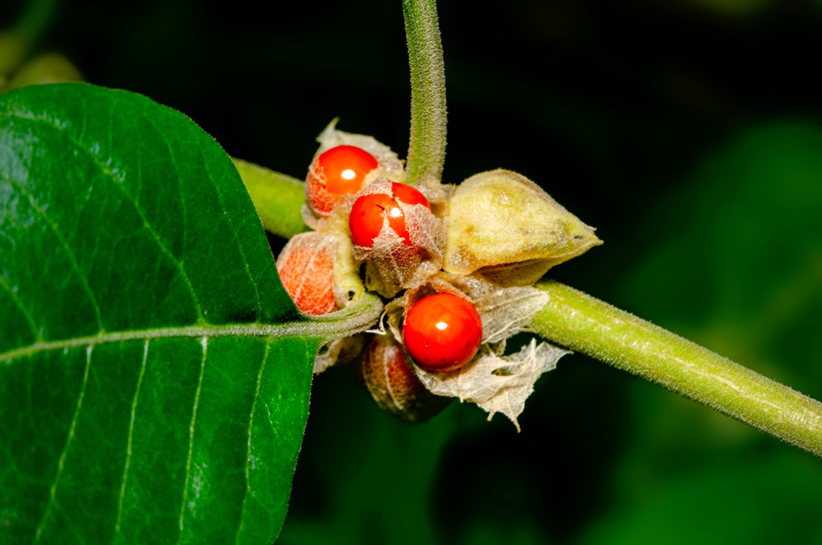 Hint ginsenginin kanıtlanmış 7 faydası! Bu antik bitki her şeye deva 6