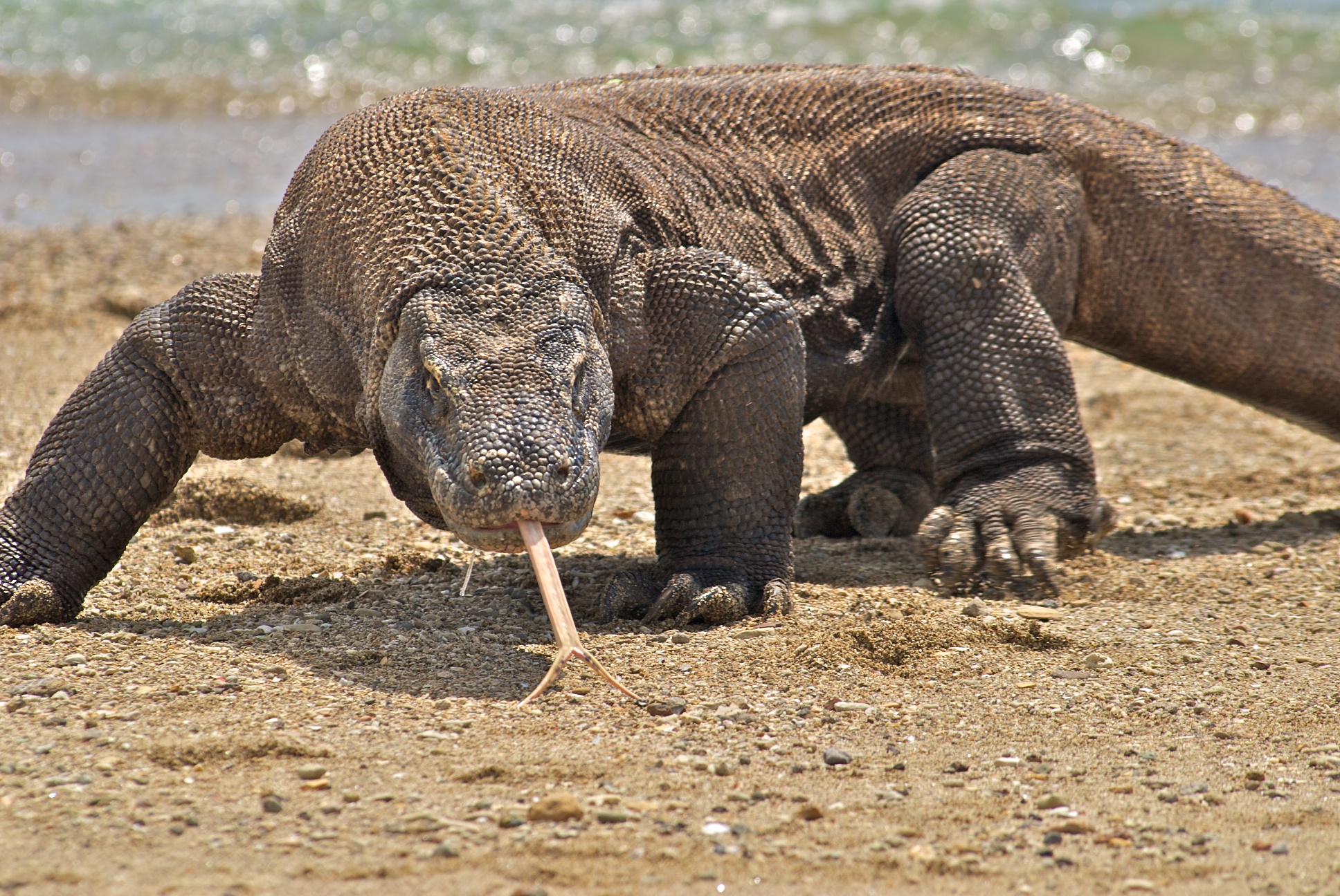 komodo ejderi (2)