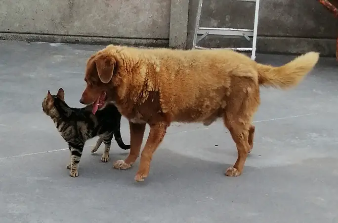 bobi en yaşlı köpek (1)-1