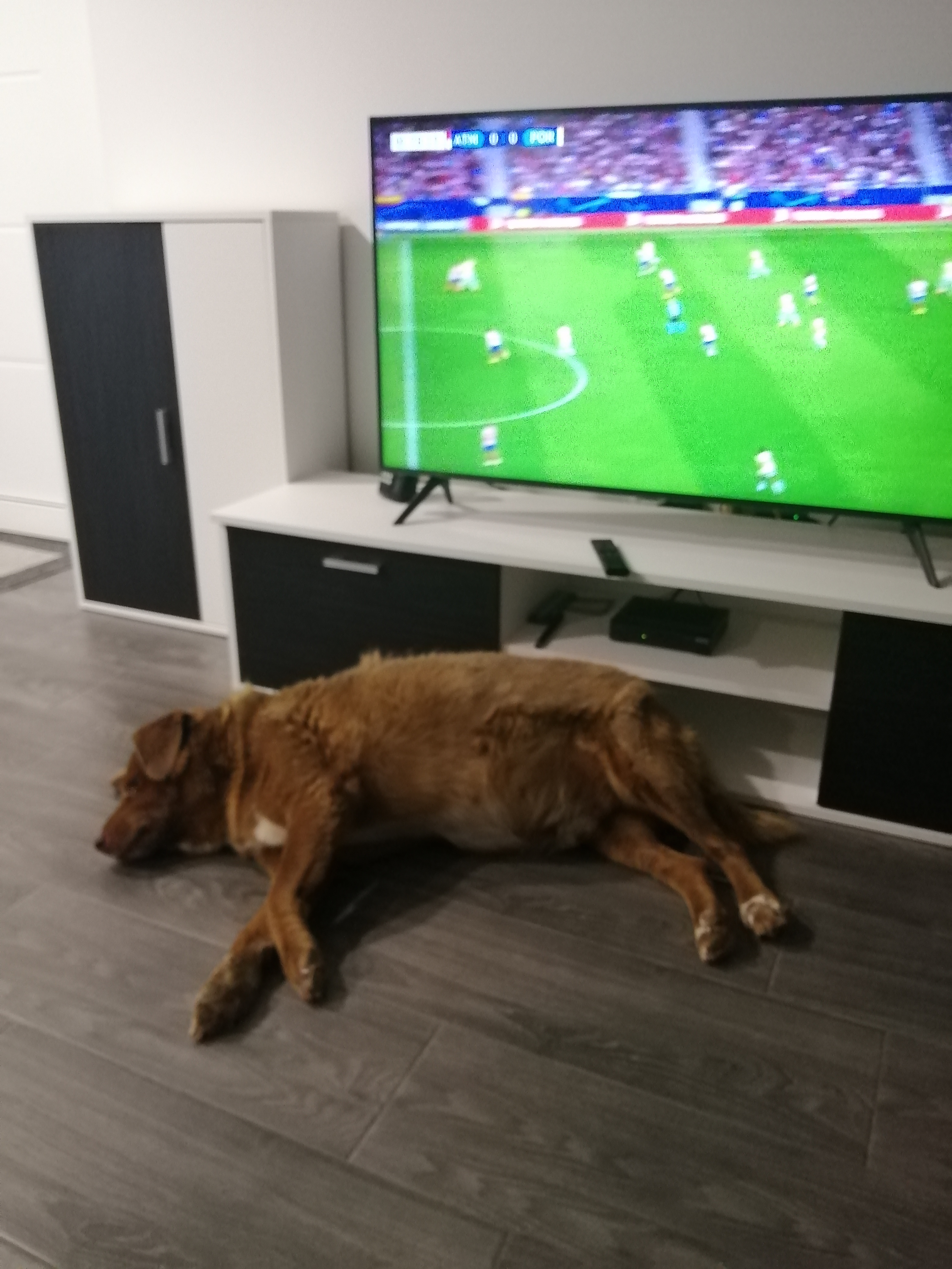 bobi en yaşlı köpek (1)