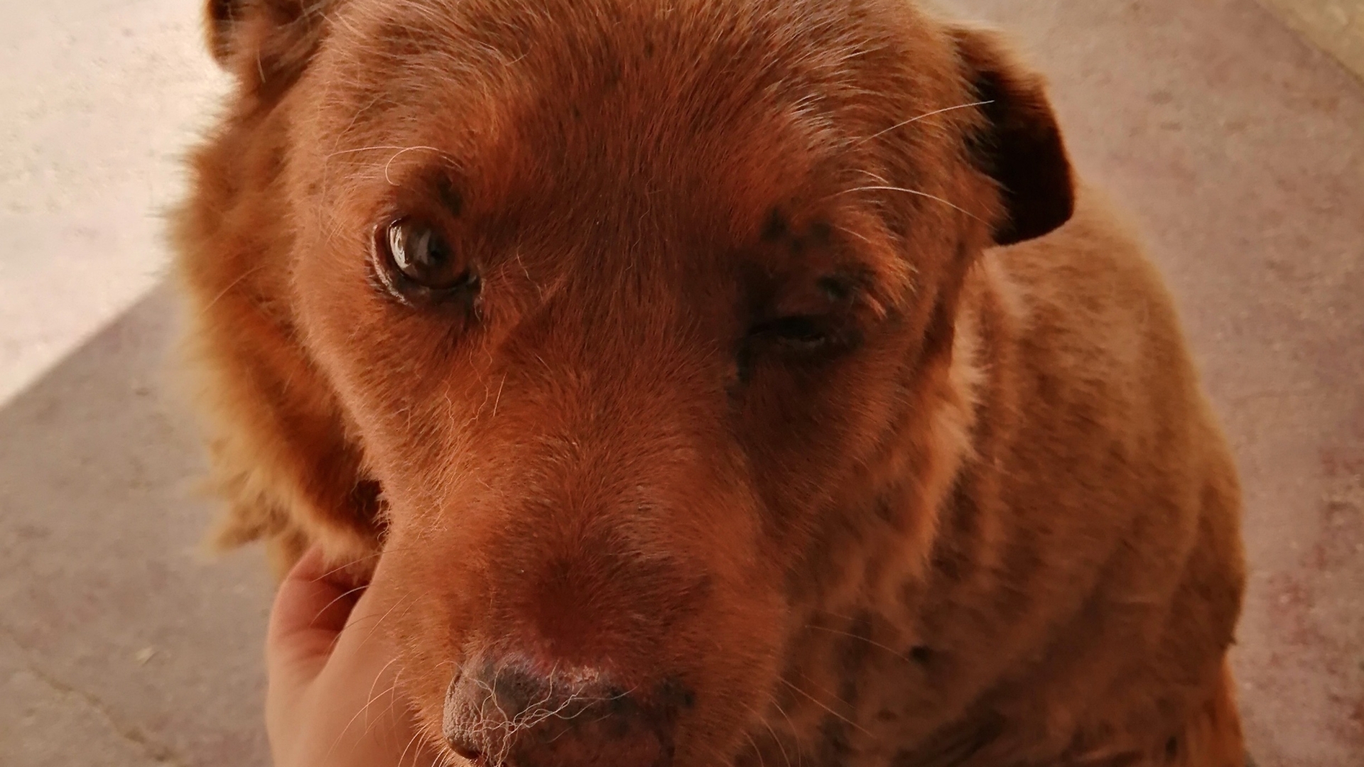 bobi en yaşlı köpek (4)