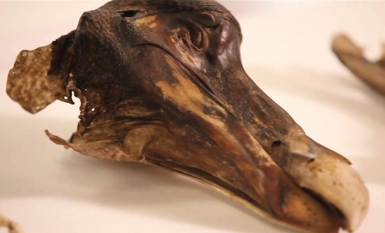 mamut ve dodo kusu (1)-1