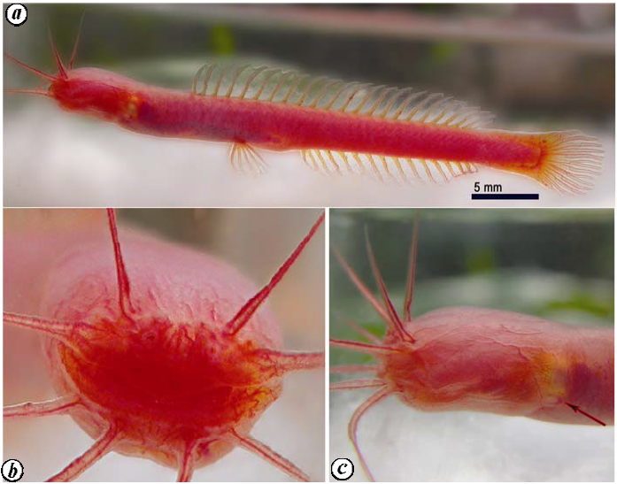 yayınbalıgı (1)-1